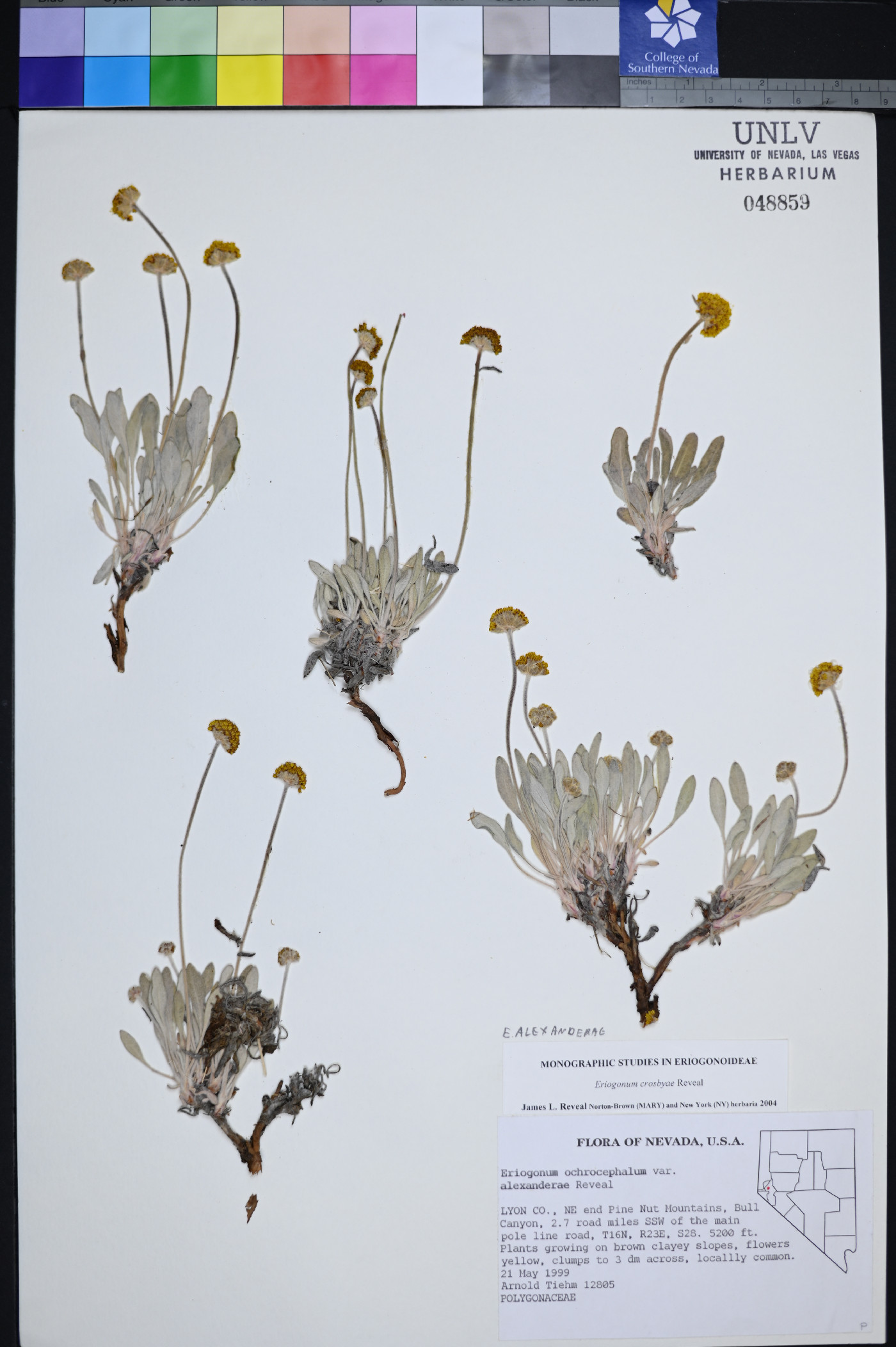 Eriogonum alexanderae image
