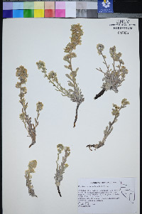 Oreocarya schoolcraftii image