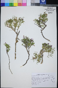 Rhinotropis subspinosa image