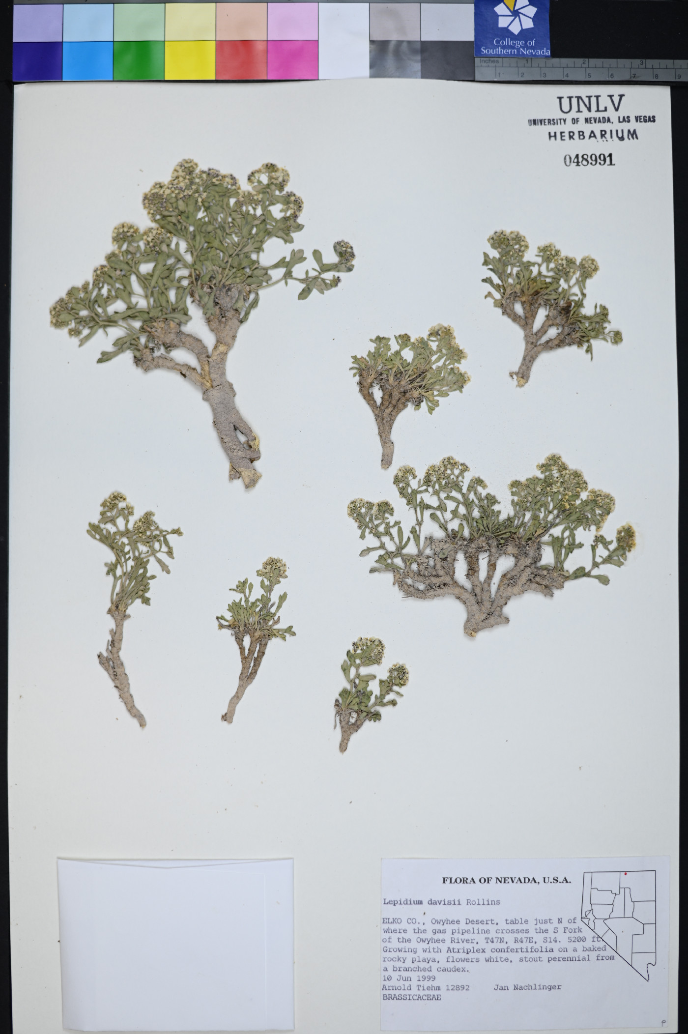 Lepidium davisii image