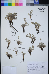 Ivesia rhypara image