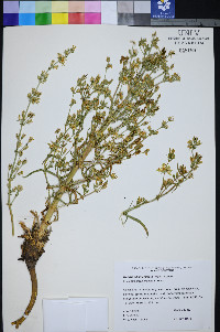 Frasera albomarginata image