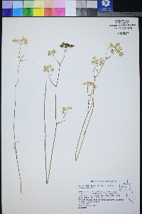 Perideridia lemmonii image