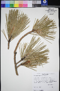 Pinus washoensis image