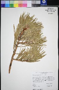 Pinus washoensis image