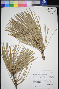 Pinus washoensis image