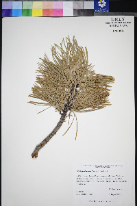 Pinus washoensis image