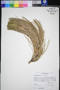 Pinus washoensis image