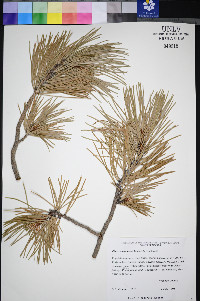 Pinus washoensis image