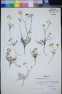 Perideridia parishii image