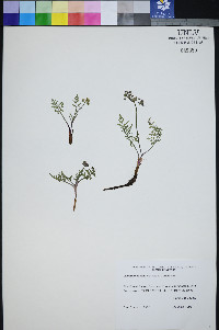Lomatium ravenii image