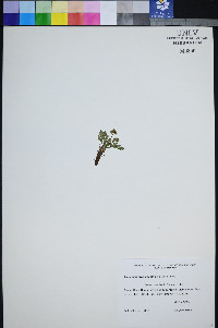 Lomatium ravenii image