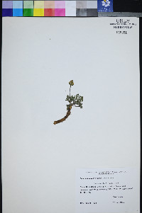 Lomatium ravenii image