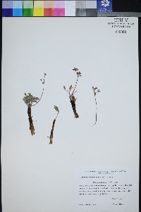 Lomatium ravenii image