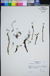 Lomatium ravenii image