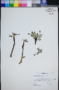 Lomatium ravenii image