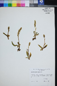 Spiranthes romanzoffiana image