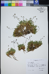 Eremogone congesta var. subcongesta image