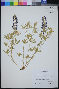 Lupinus meionanthus image