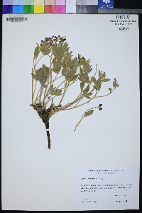 Lupinus meionanthus image