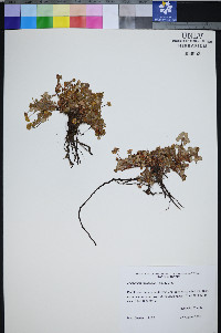 Eriogonum marifolium image