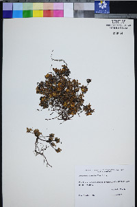 Eriogonum marifolium image