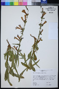 Penstemon pudicus image