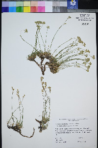Eremogone congesta var. subcongesta image
