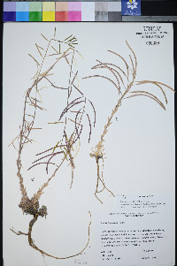 Boechera shockleyi image