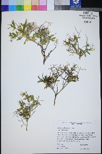 Rhinotropis subspinosa image