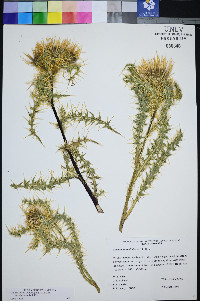 Cirsium eatonii image