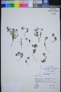Draba pedicellata image