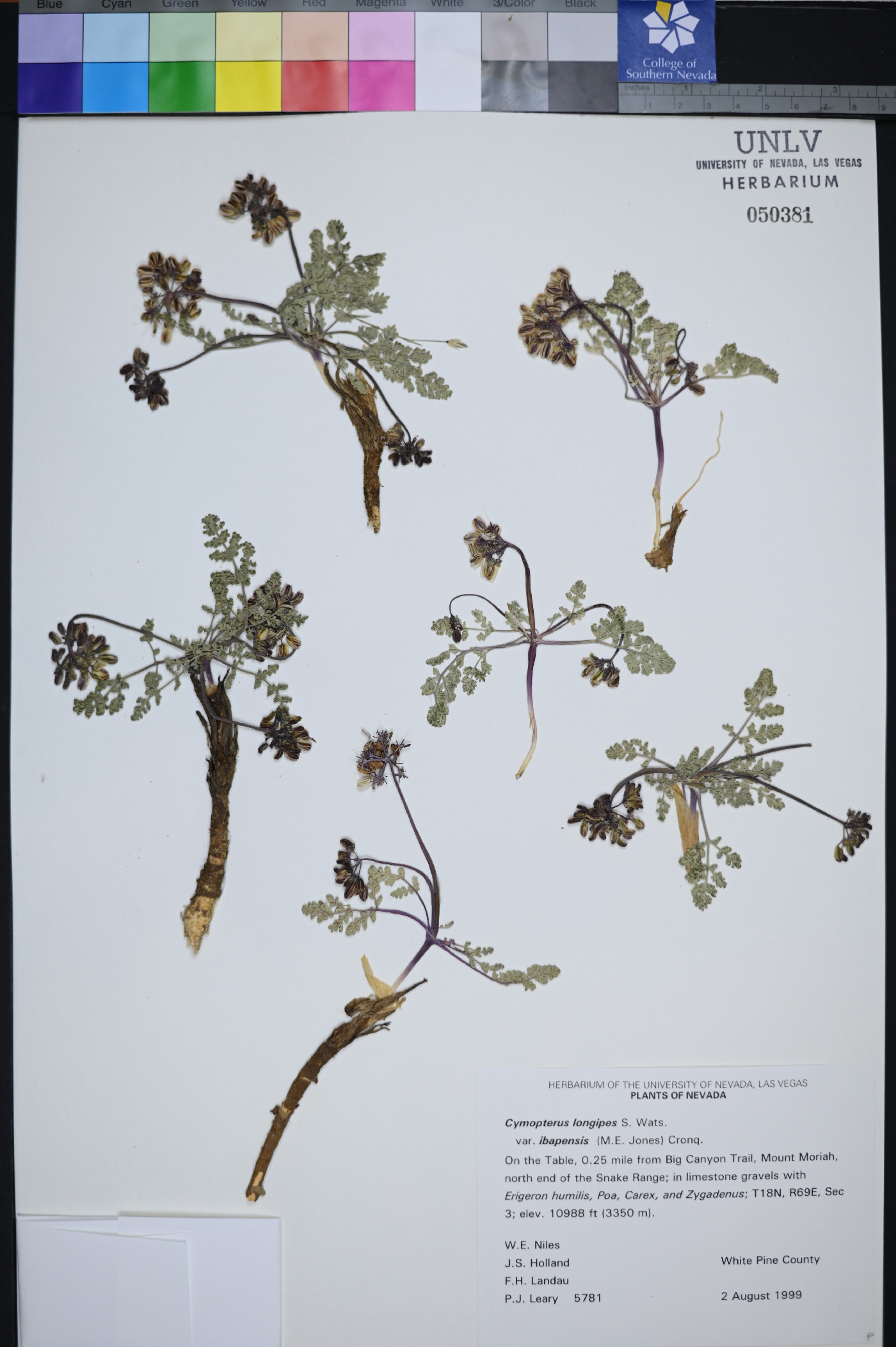 Cymopterus longipes var. ibapensis image