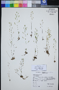 Draba albertina image