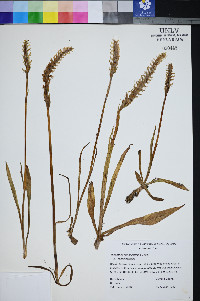 Spiranthes romanzoffiana var. romanzoffiana image