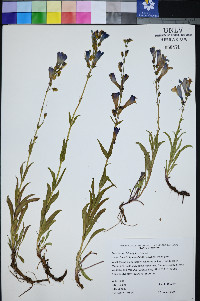 Penstemon leiophyllus image