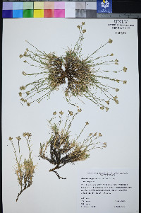 Eremogone congesta image