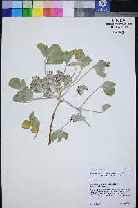 Pediomelum castoreum image
