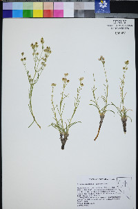 Frasera gypsicola image