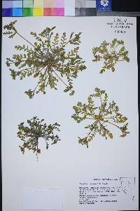 Phacelia inundata image