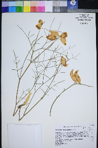 Astragalus pterocarpus image