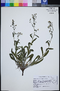 Hackelia cusickii image
