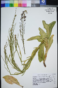 Caulanthus barnebyi image