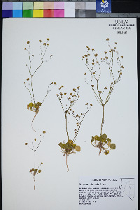 Eriogonum rubricaule image