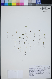 Gymnosteris parvula image