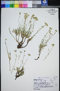 Eremogone congesta var. subcongesta image