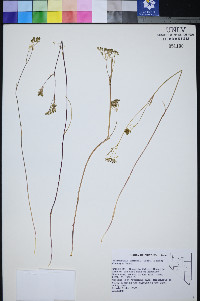 Perideridia lemmonii image