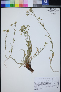 Ivesia kingii image