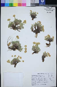 Xanthisma grindelioides var. depressum image