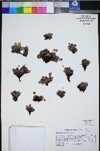 Eriogonum holmgrenii image